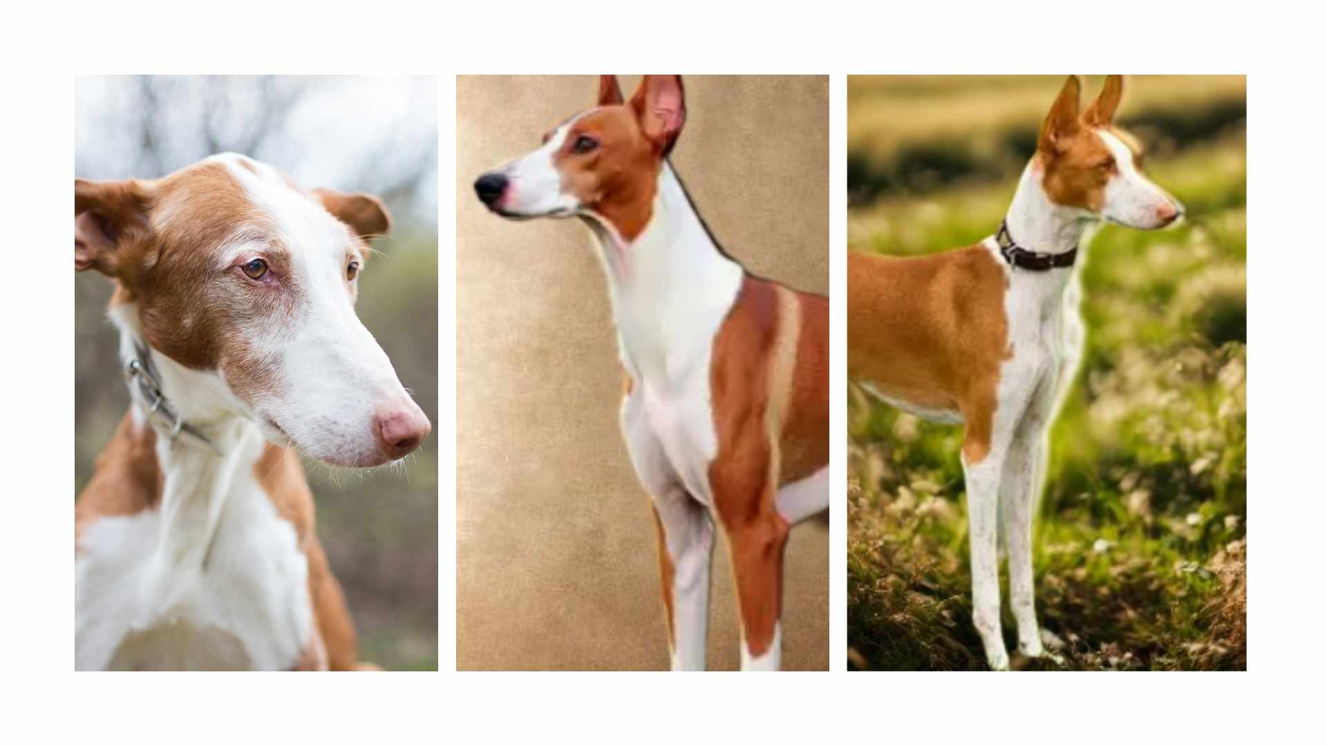 Podenco Ibicenco